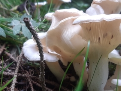 Leucocybe connata