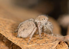 Habronattus gilaensis