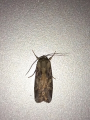 Spodoptera litura