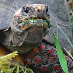 Chelonoidis carbonarius