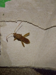 Burtinus notatipennis