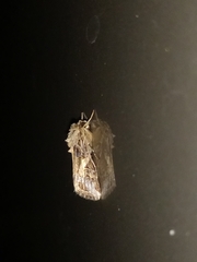 Spodoptera litura