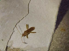 Burtinus notatipennis