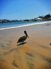 Pelecanus occidentalis