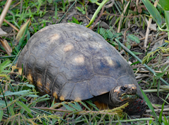 Chelonoidis carbonarius