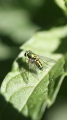 Condylostylus caudatus