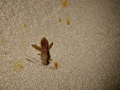 Burtinus notatipennis