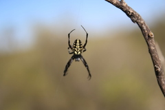 Araneidae