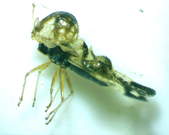 Corythucha associata