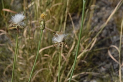 Agoseris glauca