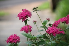 Pentas lanceolata