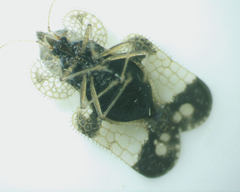 Corythucha associata