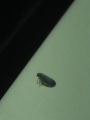 Akotropis