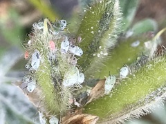 Macrosiphini