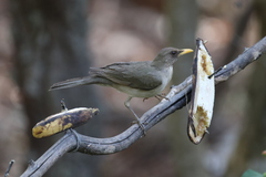 Turdus amaurochalinus
