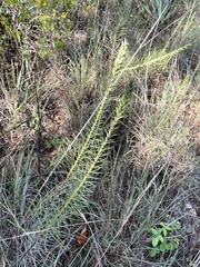 Liatris punctata