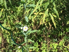 Boltonia asteroides