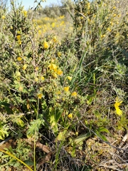 Roepera lichtensteiniana