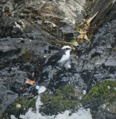 Cinclus leucocephalus