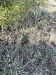 Liatris punctata