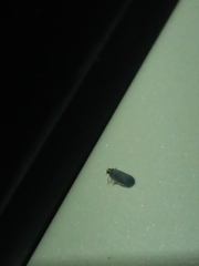 Akotropis