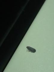 Akotropis