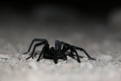 Aphonopelma anax