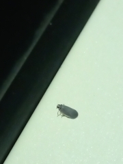 Akotropis