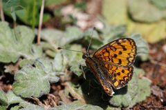 Melitaea trivia