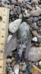 Archilochus alexandri