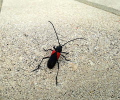 Purpuricenus humeralis