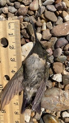 Archilochus alexandri