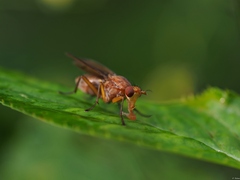 Tetanocera