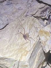 Phrynus operculatus