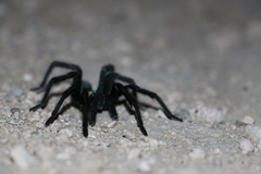 Aphonopelma anax