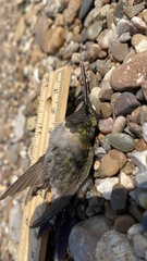 Archilochus alexandri