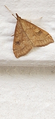 Udea profundalis