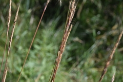 Elymus trachycaulus