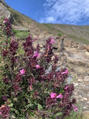 Pedicularis ikomai