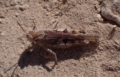 Oedipoda miniata