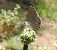 Strymon rufofusca