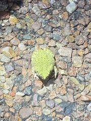 Anaxyrus debilis