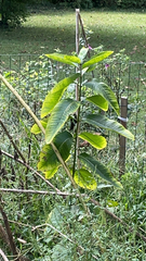 Asclepias syriaca