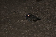 Caprimulgidae