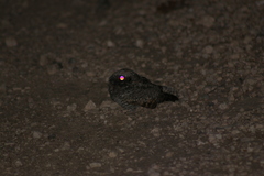 Caprimulgidae