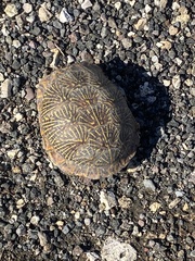 Terrapene ornata