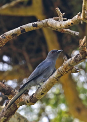 Dicrurus leucophaeus
