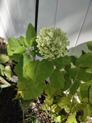 Hydrangea arborescens
