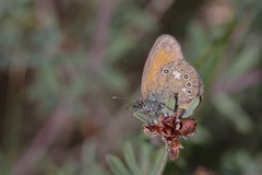 Coenonympha glycerion