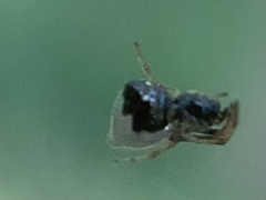 Argyrodes elevatus
